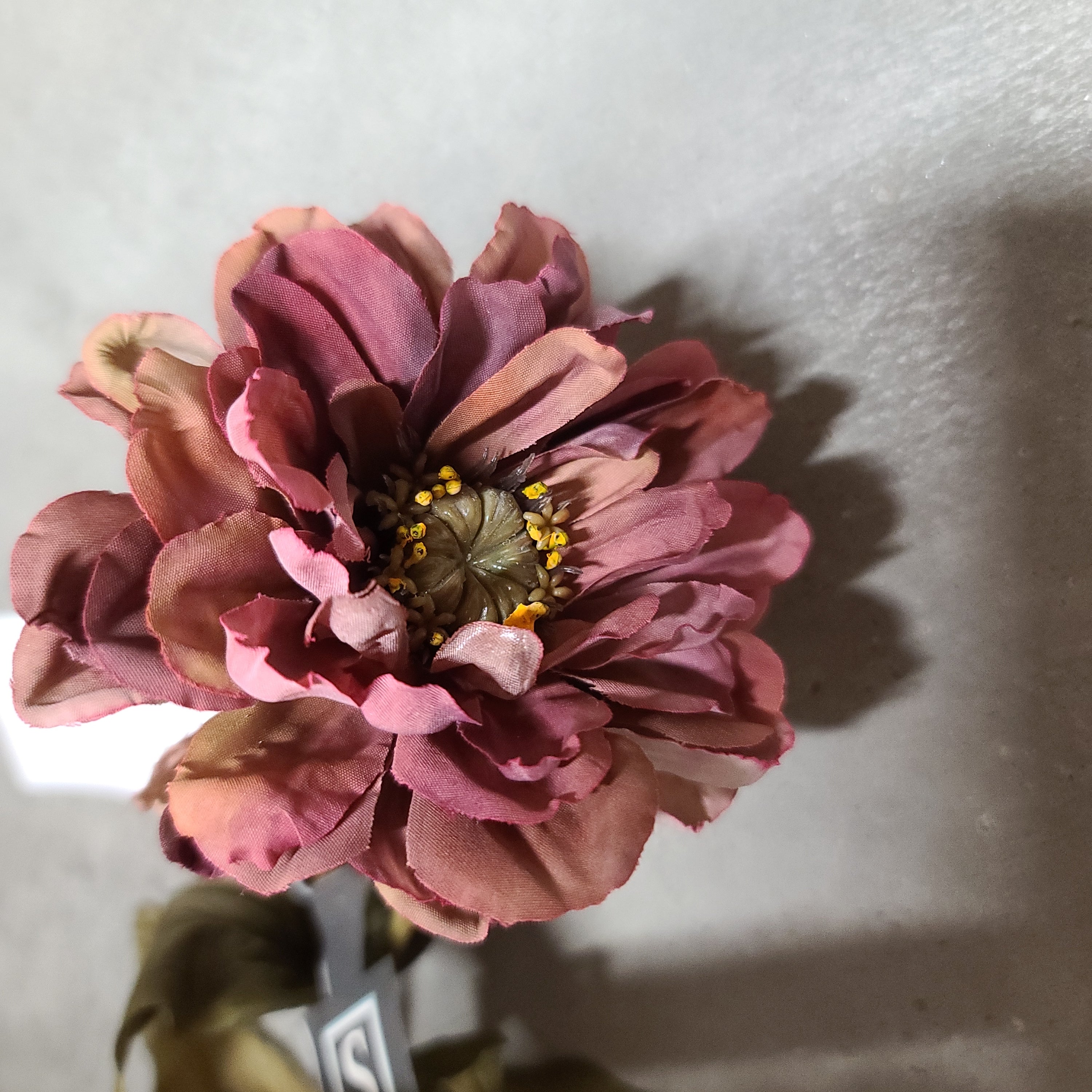 Zinnia stem