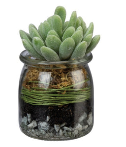 Jade succulent in a jar