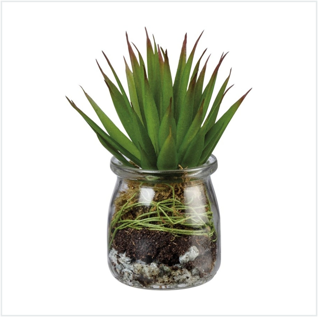 Jar - Aloe Succulent