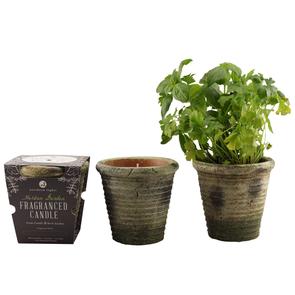 Herban garden candle pot thyme and parsley